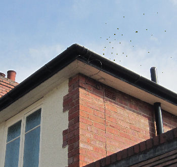 Bees Inside