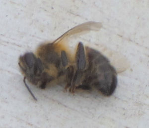 Honey Bee