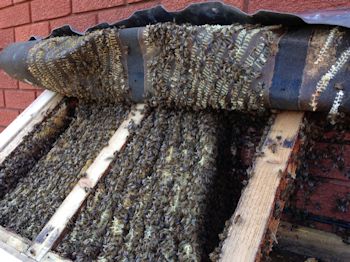 A Wild Bee Colony
