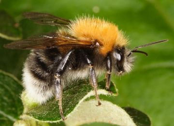 Bumble Bee