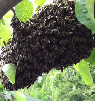 Honey Bee