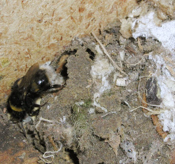 Bumble Bees Nest