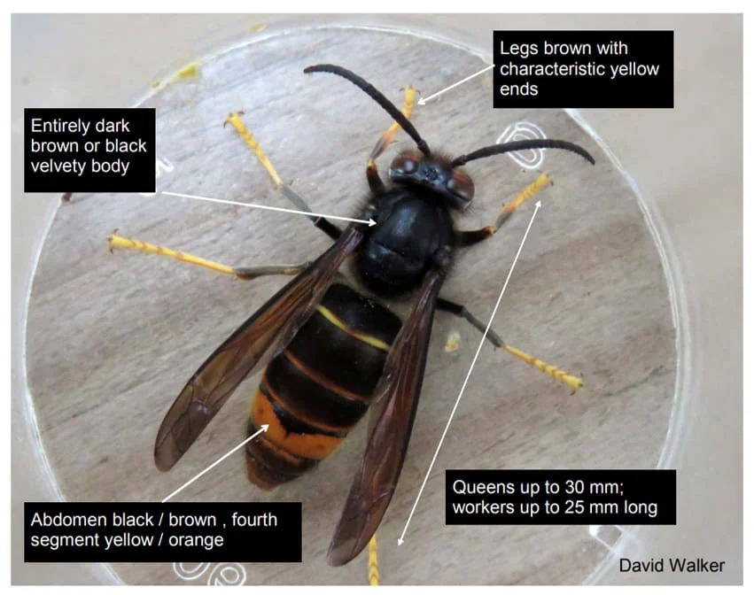 A Yellow Legged Hornet