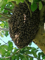 A swarm of honeybees in a tree
